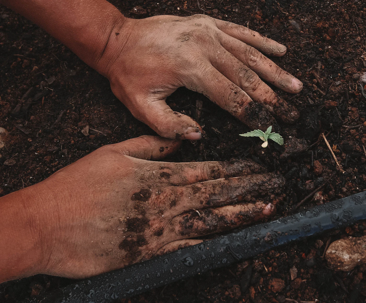 Hands planting a seedling