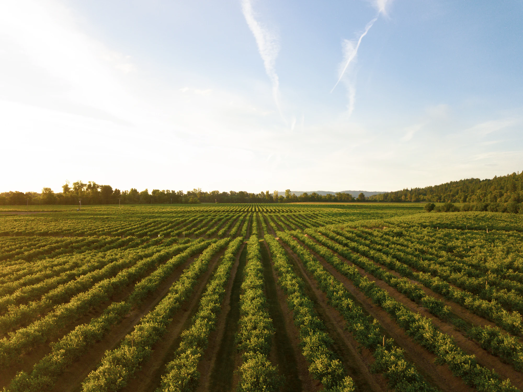 Rows of crops at sunset
