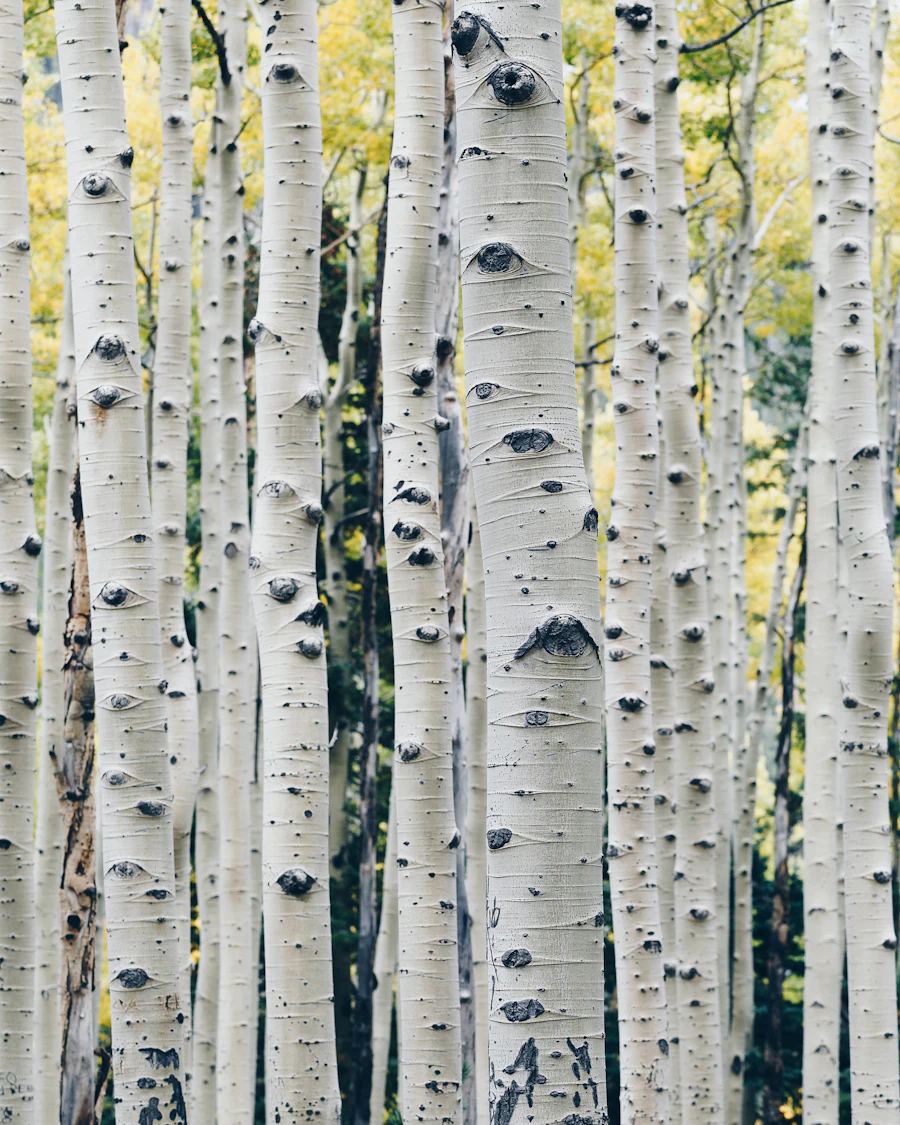 Birch grove