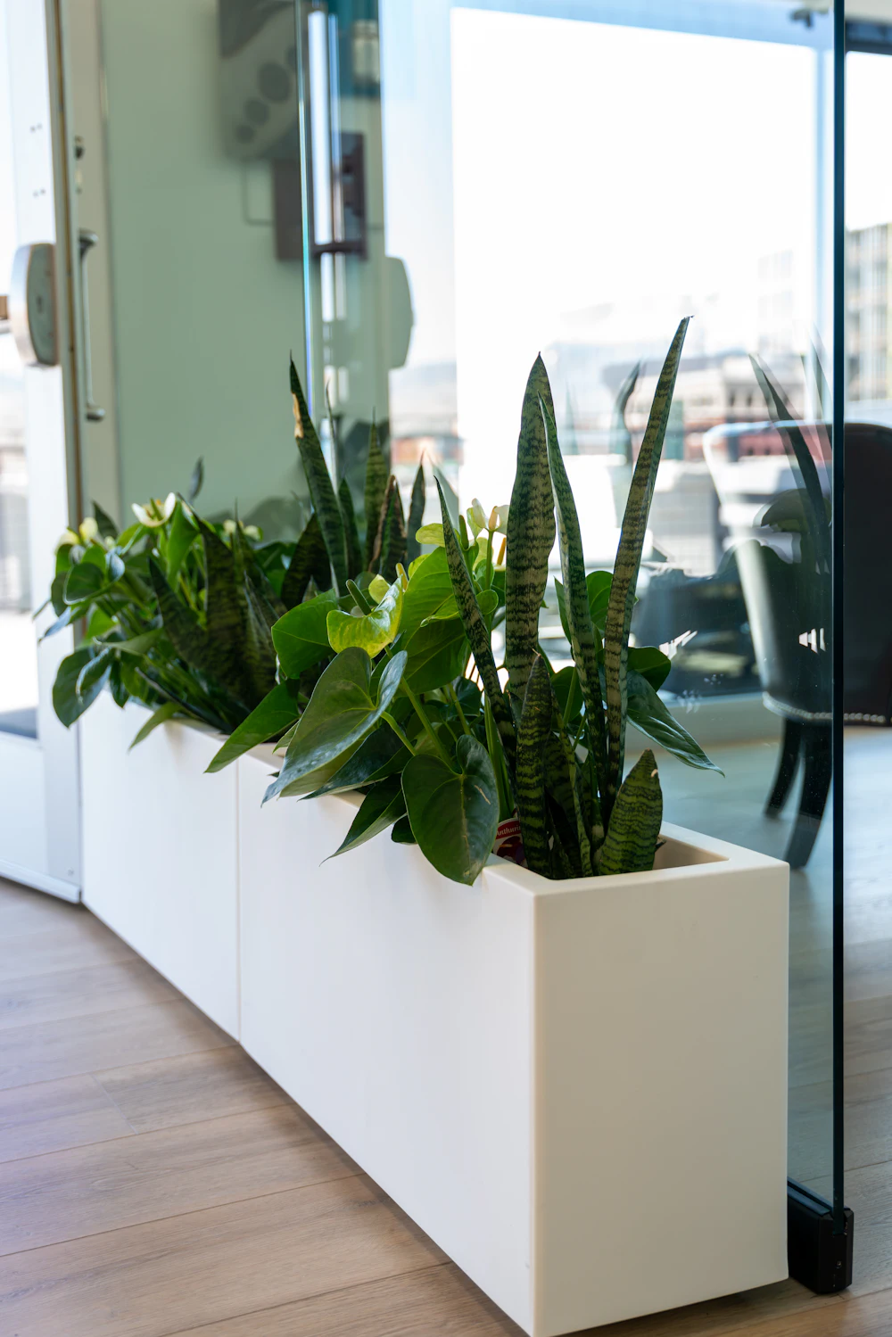 Plants by the door