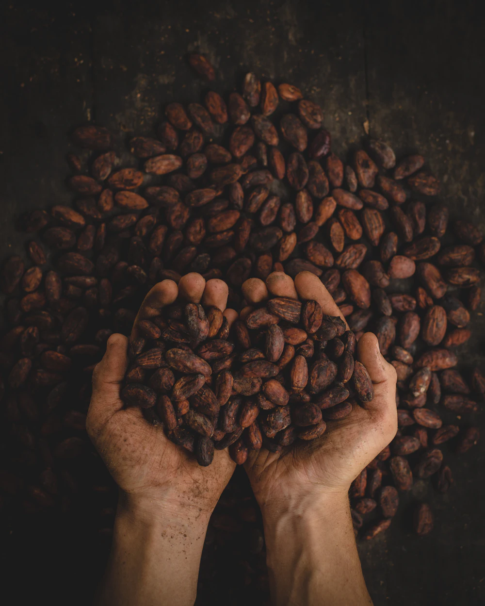 Hands holding cacao beans