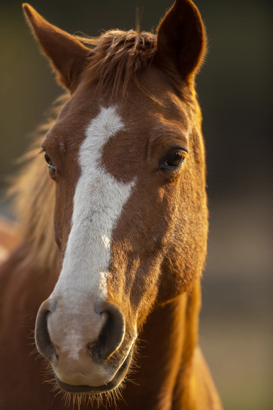 Brown and white horse