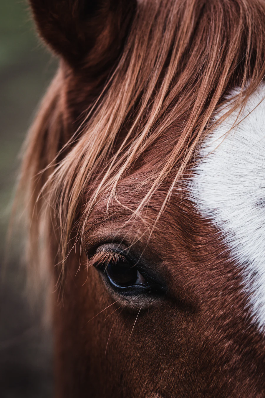 Horse eye close-up
