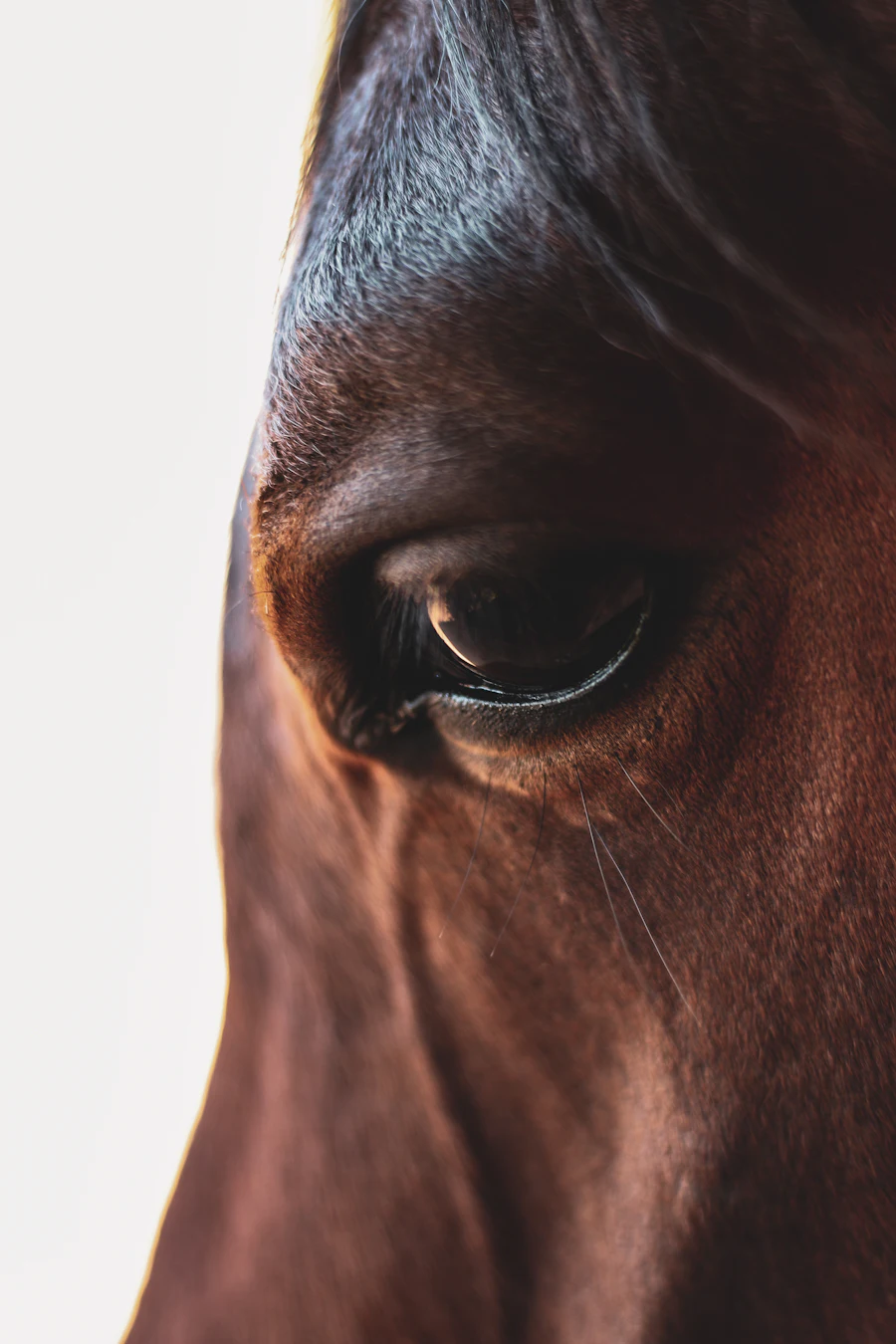 Brown horse