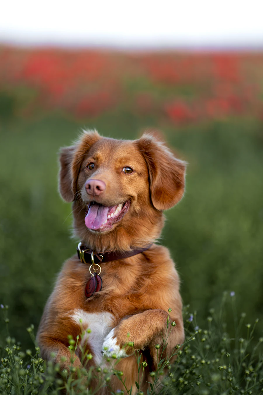 Dog in a field