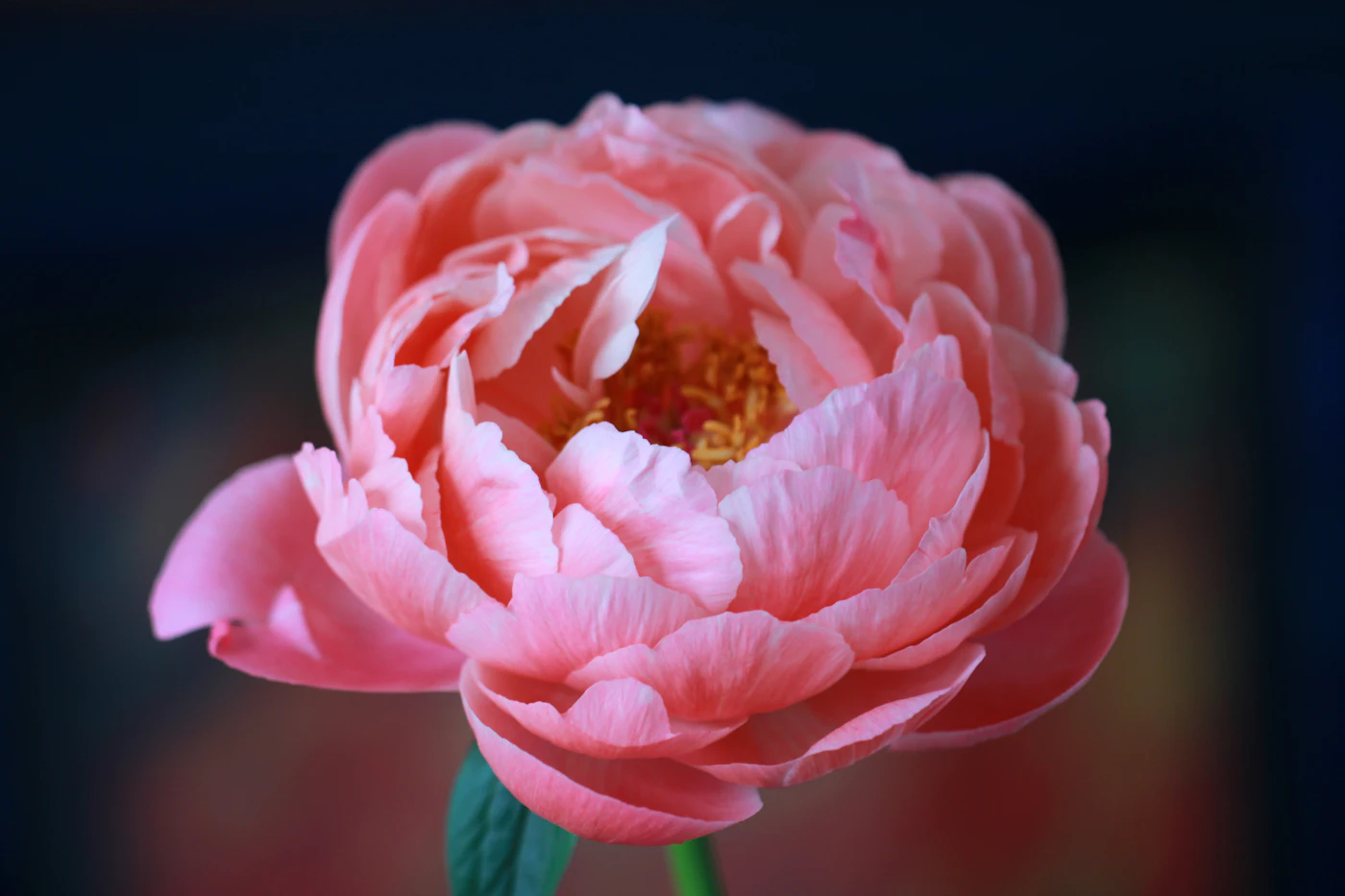 Pink flower close up