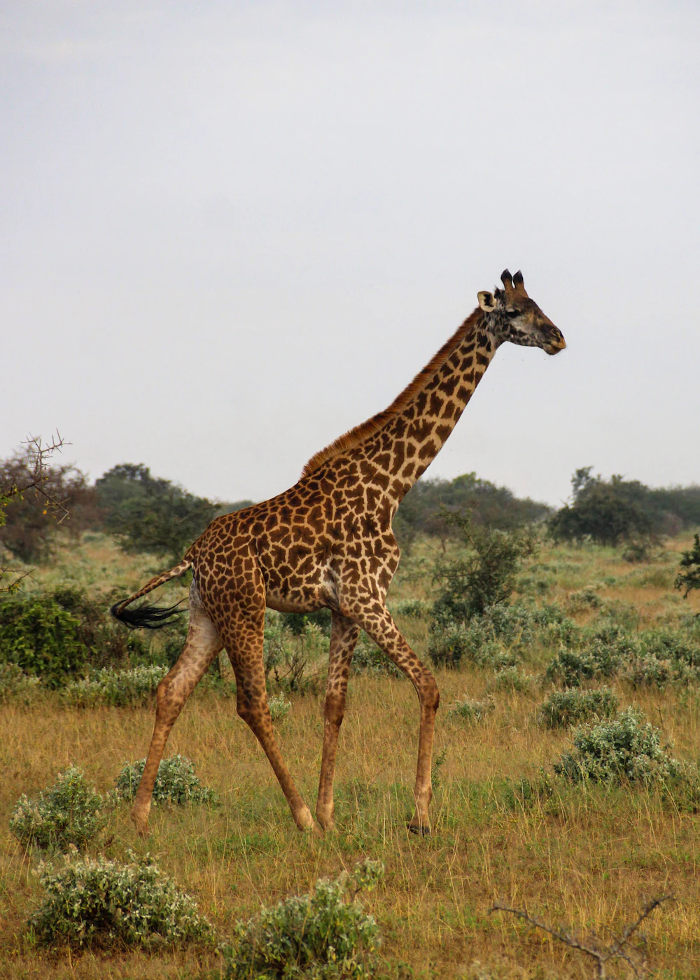 Giraffe