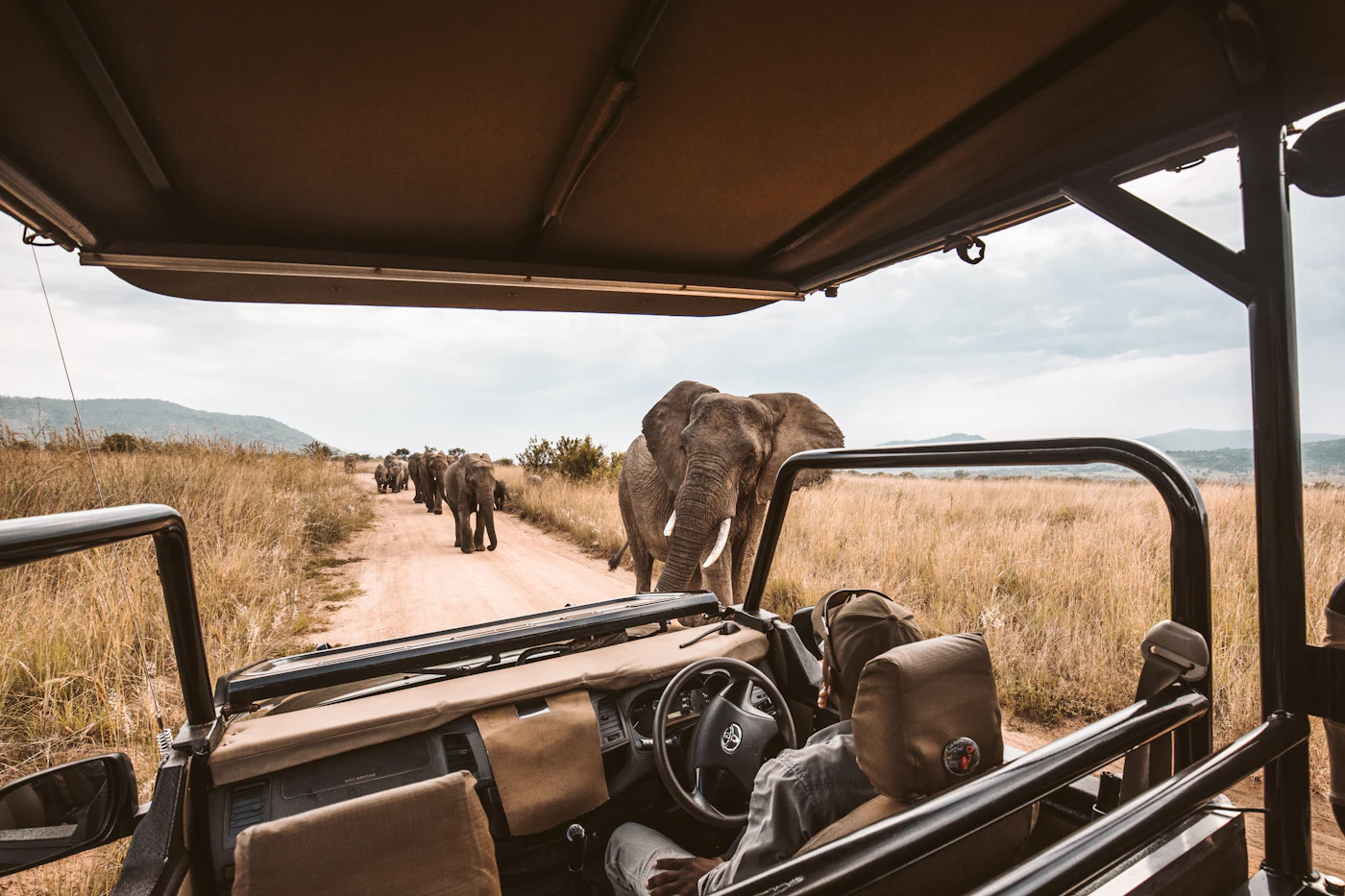 Elephants on the road